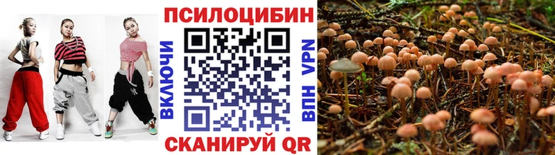 Купить закладки  Шахунья  Псилоцибиновые грибы Psilocybe 